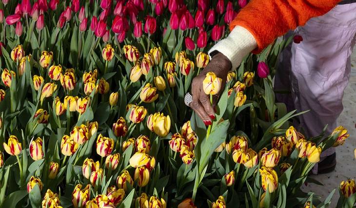 C&rsquo;est bientôt la saison des tulipes! Le plus grand champ de la région annonce sa saison 2026
