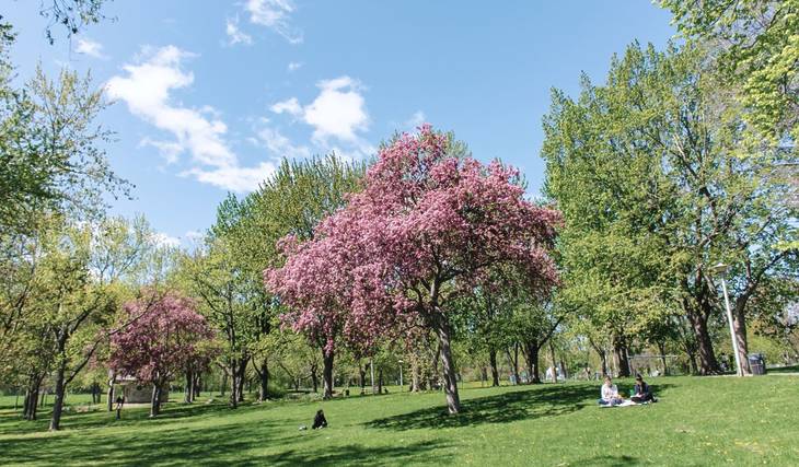 Cerisiers en Fleurs à Montréal – Où les voir?