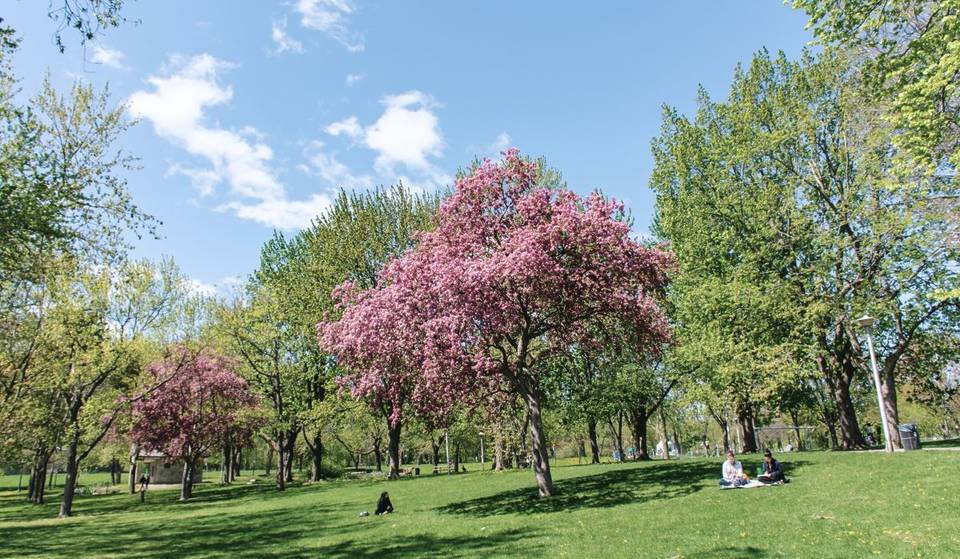 Cherry Blossoms in Montreal—Where to See Them?