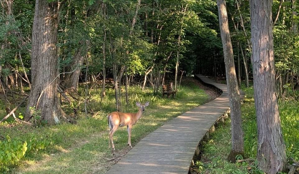 Just a 90-minute commute from Montreal—a springtime stroll through a wildlife refuge