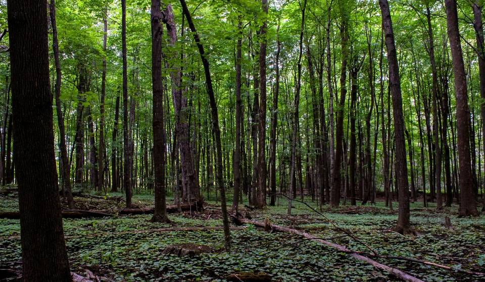 1 hour and 45 minutes from Montreal by public transit—an arboretum to visit this spring