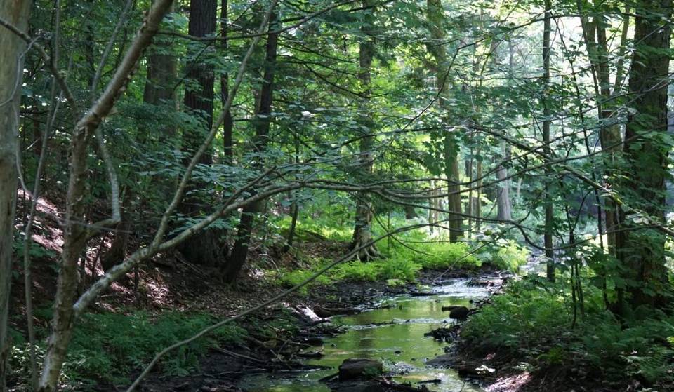 À 1h45 de train de Montréal – une balade sous les arbres centenaires d&rsquo;une réserve naturelle au printemps
