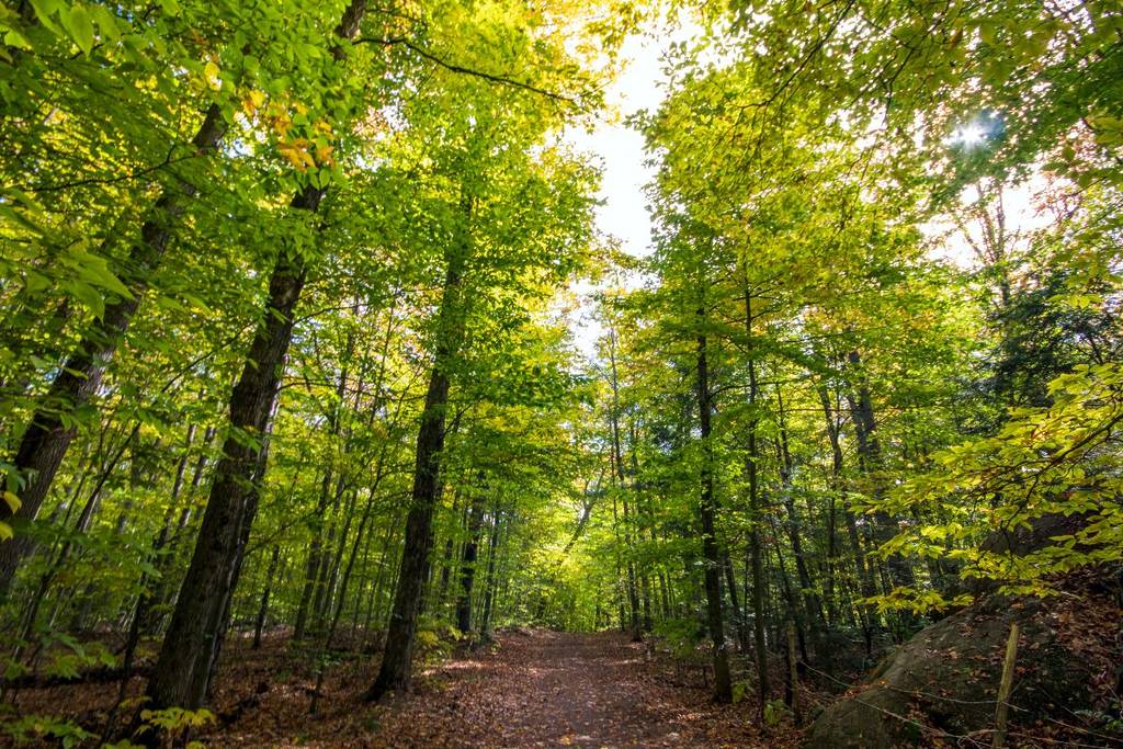 À 1h de transports de Montréal – une balade dans un refuge naturel, sous les grands arbres