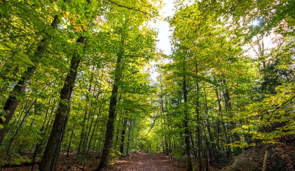 À 1h de transports de Montréal – une balade dans un refuge naturel, sous les grands arbres