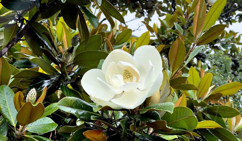 Une carte (presque) secrète pour trouver les arbres en fleurs à Montréal