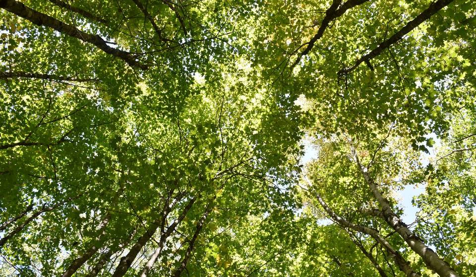 À 2h de transports de Montréal – une balade dans un Parc Nature ce printemps