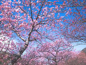It’s the peak of cherry blossom season in Montreal—where can you see them?