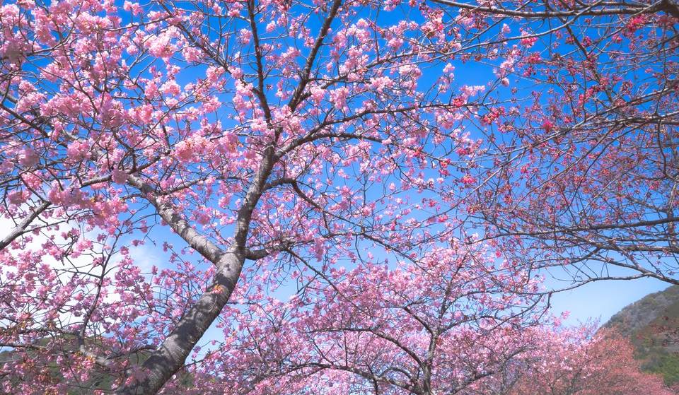 It’s the peak of cherry blossom season in Montreal—where can you see them?