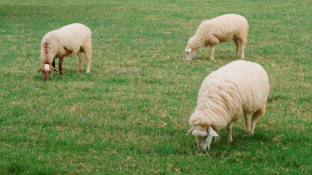 Sheep in Montreal this summer—where and how can you go say hello to them?