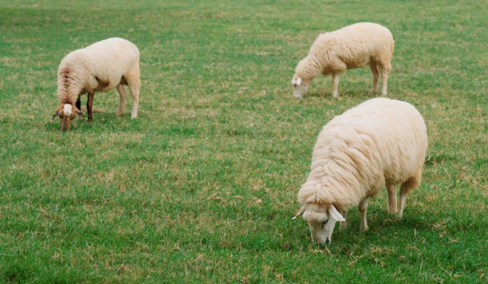 Sheep in Montreal this summer—where and how can you go say hello to them?