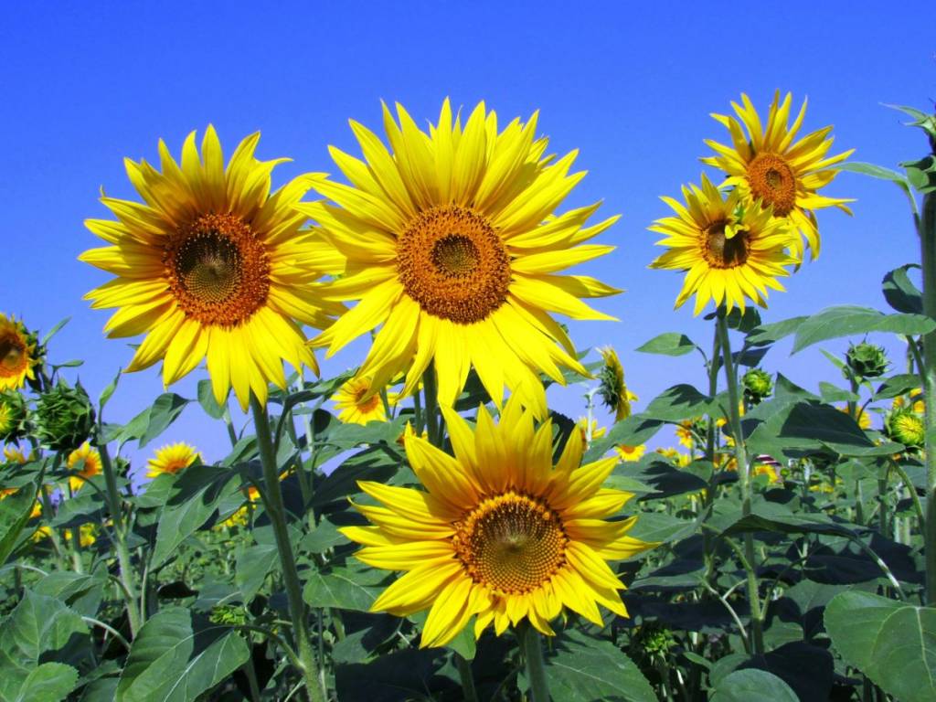 À 1h de Montréal – cette jolie ferme a un champ de tournesols à cueillir soi-même et un « festifleurs » tout l&rsquo;été