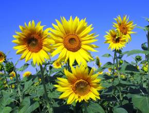 À 1h de Montréal – cette jolie ferme a un champ de tournesols à cueillir soi-même et un « festifleurs » tout l&rsquo;été
