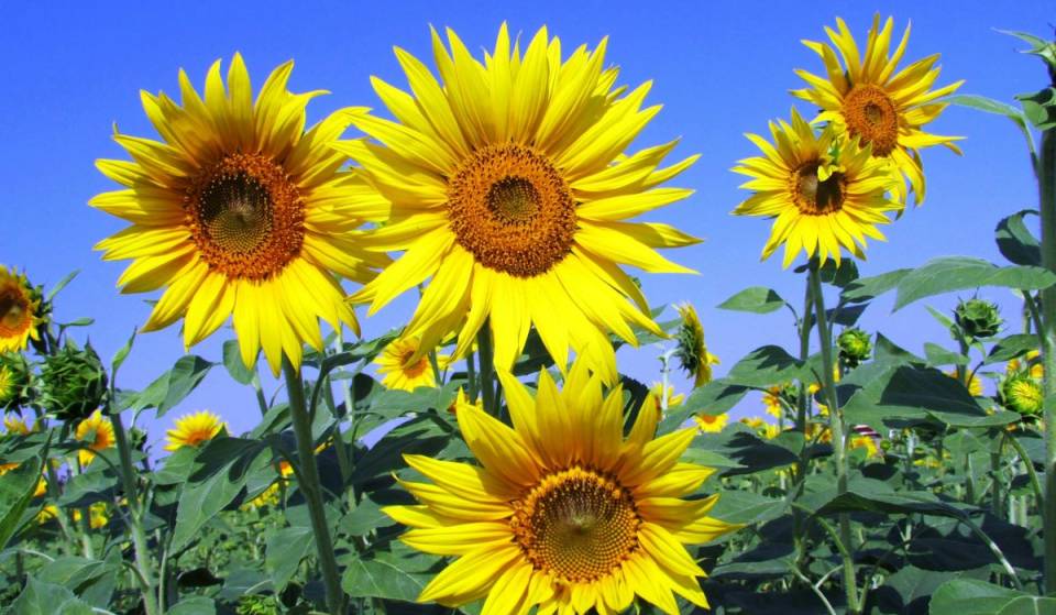 Just an hour from Montreal—this lovely farm has a pick-your-own sunflower field and a “flower festival” all summer long