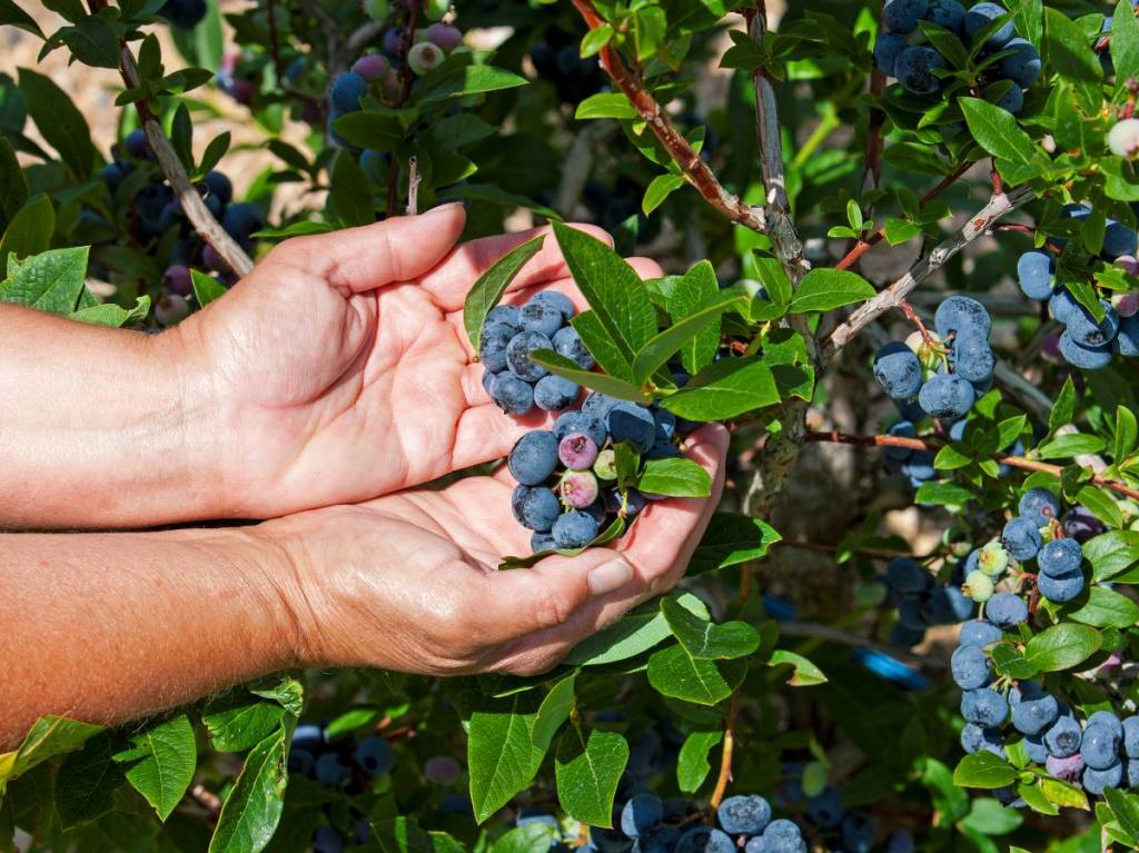 Just 45 minutes from downtown Montreal: Let’s go blueberry picking at this beautiful estate on the South Shore this summer