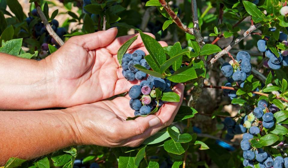 À 45min du centre-ville de Montréal: on va cueillir des bleuets dans ce très joli domaine de la rive sud cet été