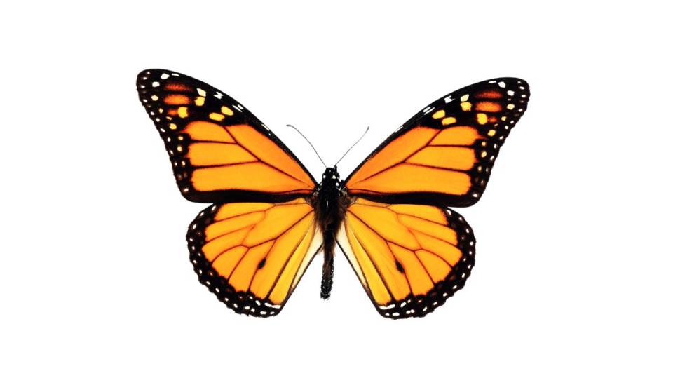 Mission Monarch—a little science and beauty, and lots of butterflies in Montreal this summer