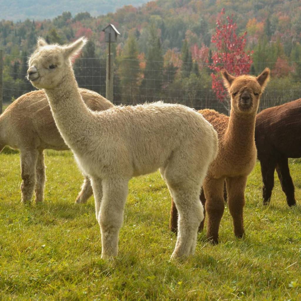 À 1h30 de Montréal – une ferme d&rsquo;alpagas à visiter à côté d&rsquo;un des plus beaux villages du Québec