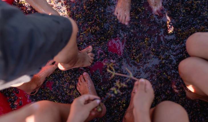 Just 1 hour and 50 minutes from downtown Montreal—it’s the Grape Harvest Festival in Magog, accessible by bus, from September 5–7 and September 12–13.