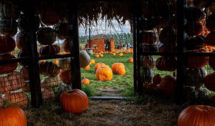 Just 40 minutes from downtown Montreal—a village built out of pumpkins and a corn maze to get lost in this fall