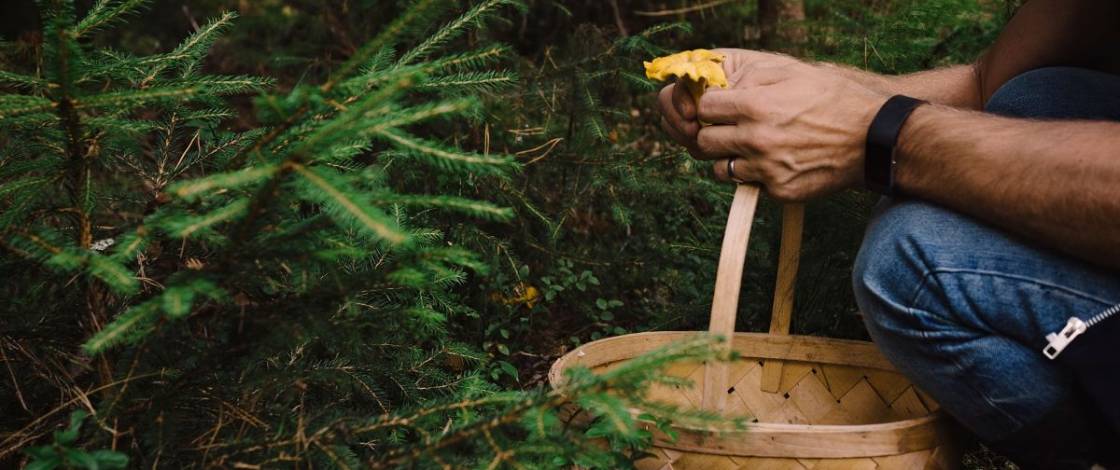 This weekend—a mushroom festival in the village of Sainte-Anne-de-Bellevue, 30 minutes from downtown Montreal