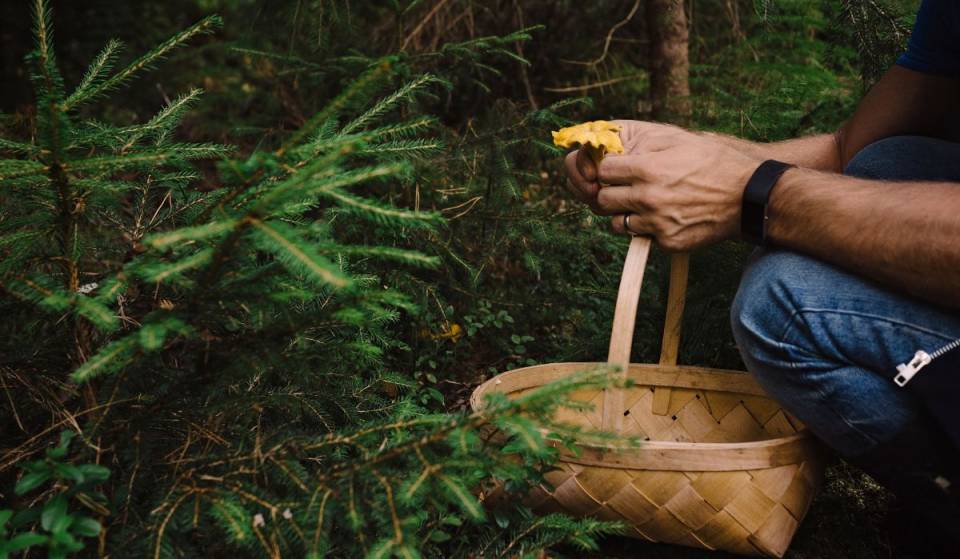 This weekend—a mushroom festival in the village of Sainte-Anne-de-Bellevue, 30 minutes from downtown Montreal