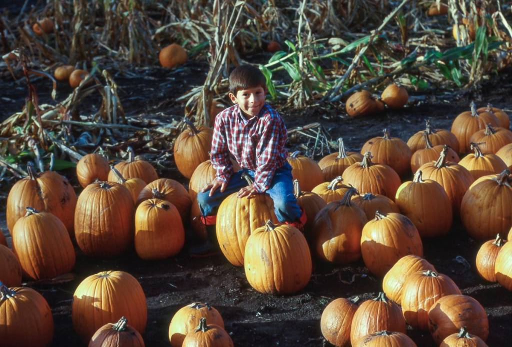 3 pumpkin fields less than 55 minutes from Montreal to visit this fall