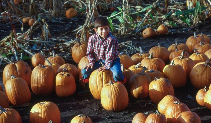 3 pumpkin fields less than 55 minutes from Montreal to visit this fall