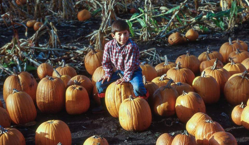 3 champs de citrouilles à moins de 55min de Montréal à visiter cet automne