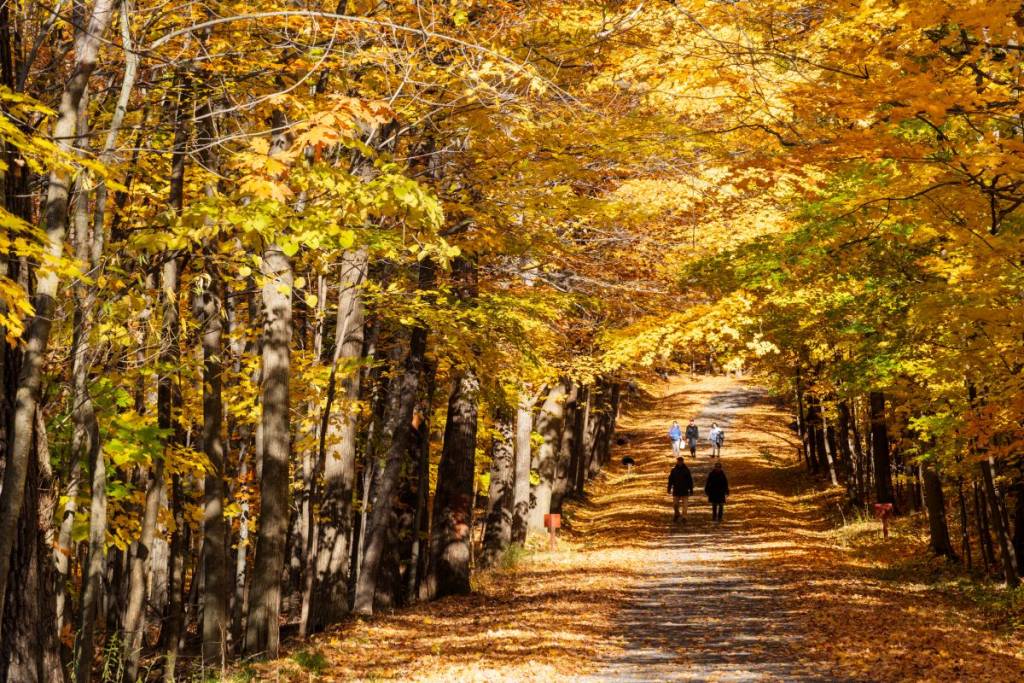Just a 1 hour and 40-minute ride from Montreal on the EXO train—and for only $5—you can stroll among the most beautiful fall colors in the Montreal area