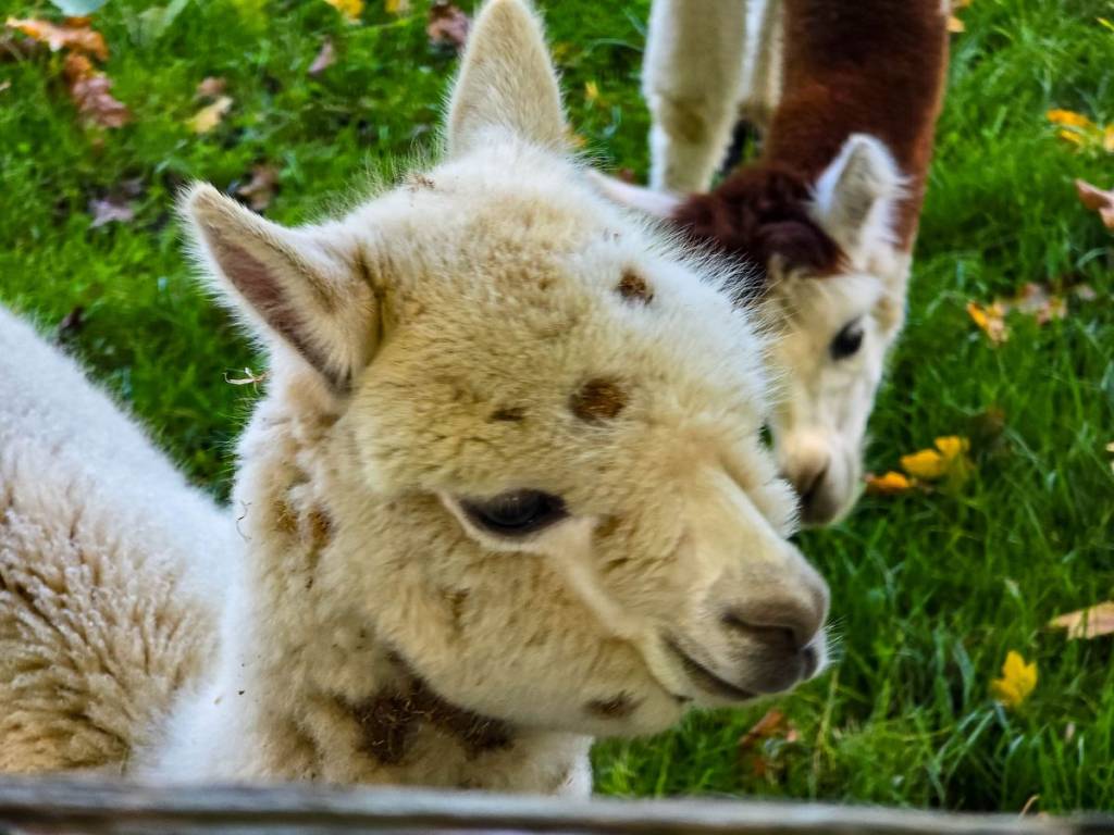 Alpacas via Getty Images