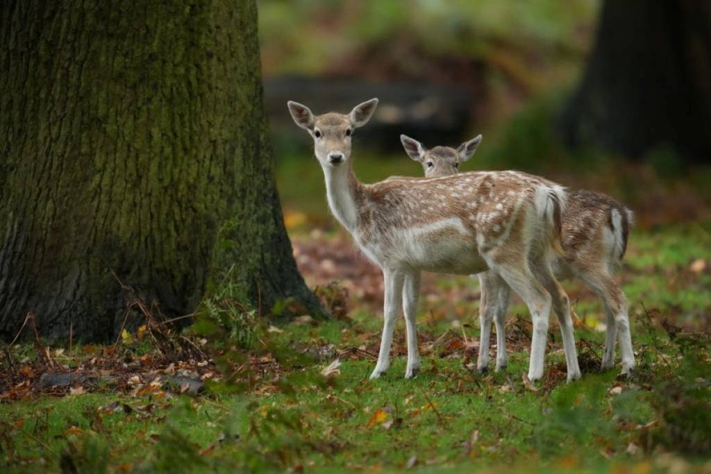 Just 1 hour and 35 minutes from Montreal by metro and for only $7, enjoy a lovely stroll through the region’s most beautiful wildlife refuge this fall