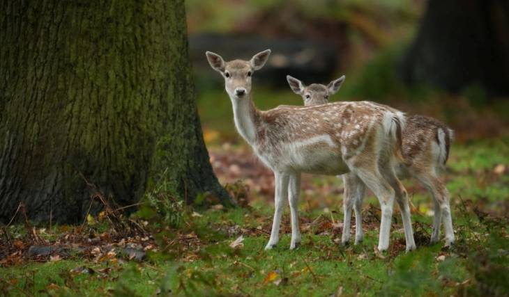 Just 1 hour and 35 minutes from Montreal by metro and for only $7, enjoy a lovely stroll through the region’s most beautiful wildlife refuge this fall