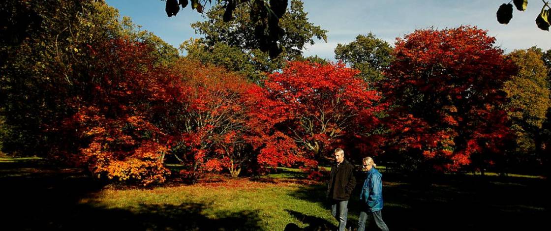 Just 1 hour and 20 minutes from downtown Montreal and with the OPUS card, a stroll through a beautiful forest to enjoy this fall