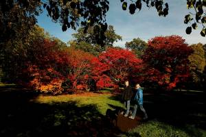 À 1h20 du centre-ville de Montréal et avec la Carte OPUS, une balade dans un très joli bois à faire cet automne
