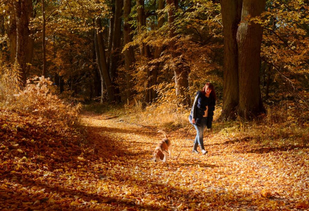 À 1h50 du centre-ville de Montréal et avec la Carte OPUS, une balade dans une forêt à faire cet automne avec son chien