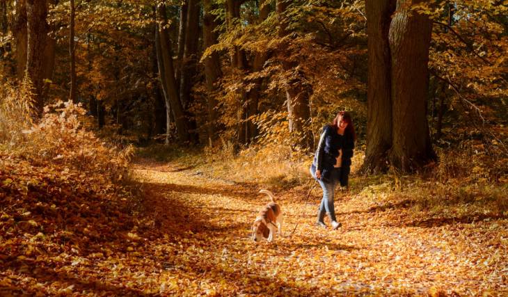 Just 1 hour and 50 minutes from downtown Montreal and with the OPUS card, a fall hike through the woods to enjoy with your dog