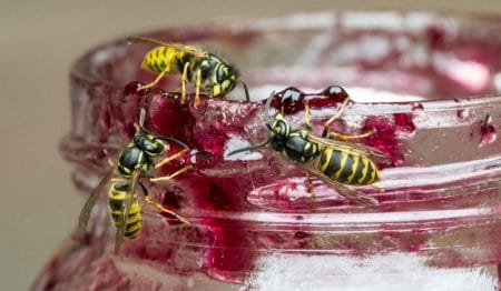 Guêpes : Comment les éloigner pendant vos repas et activités en extérieur ?