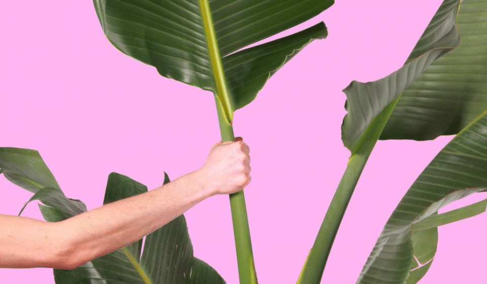 Grande vente de plantes ce weekend à Nice !