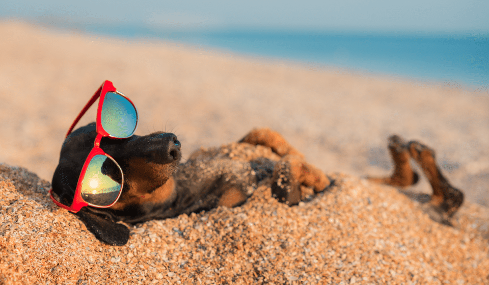 Nice élue Ville la plus « Dog Friendly » de France !