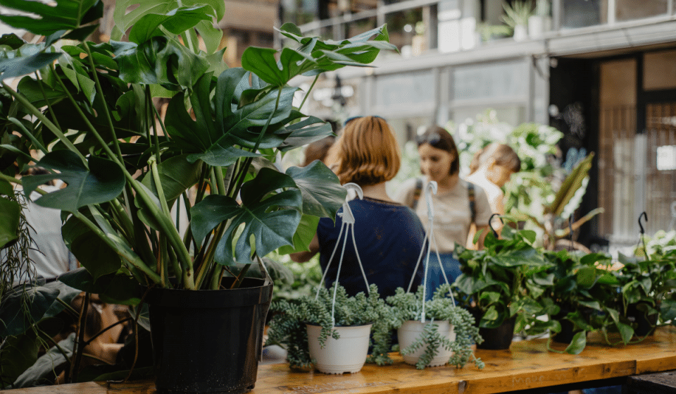 Grande Vente de Plantes à partir de 2€ ce Weekend à Nice !