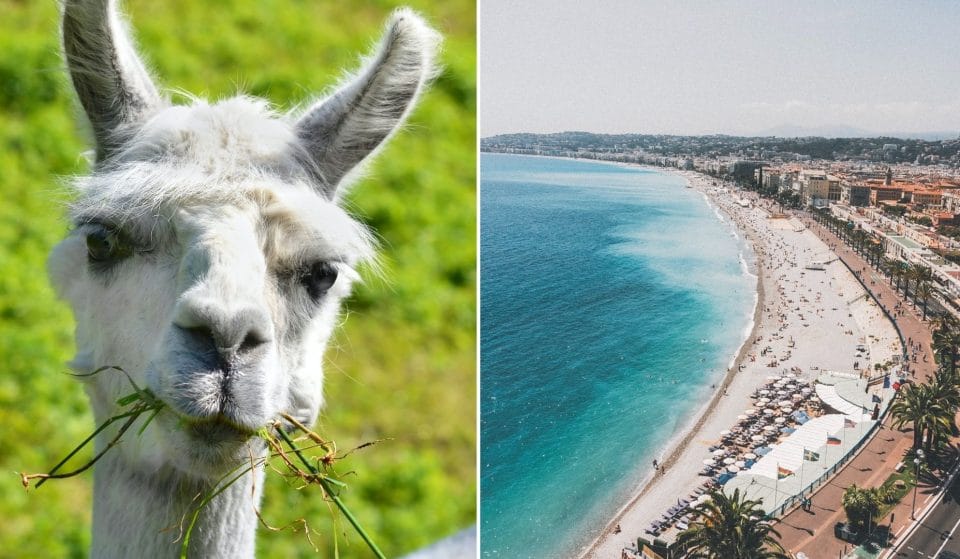 Furets, mangoustes, lamas : les images de la première marche des animaux à Nice