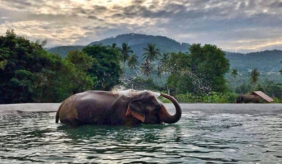 Le premier sanctuaire pour éléphants d&rsquo;Europe arrive en France !
