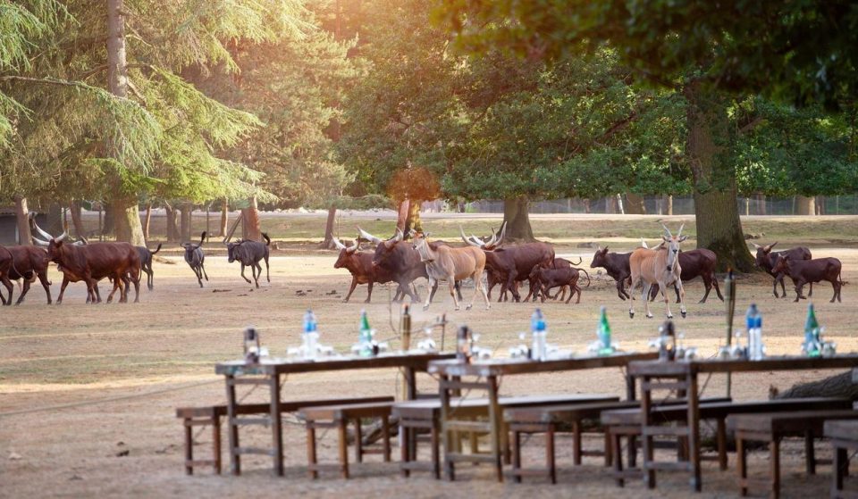 Insolite : cet été, découvrez les « Dîners Safari » du Zoo de Thoiry avec BBQ sud-africain géant !