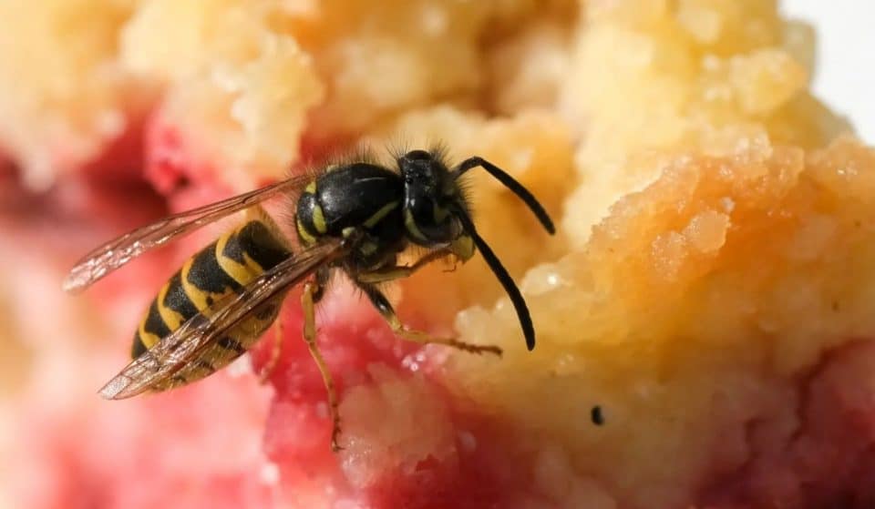 Guêpes : Comment les éloigner pendant vos repas et activités en extérieur ?