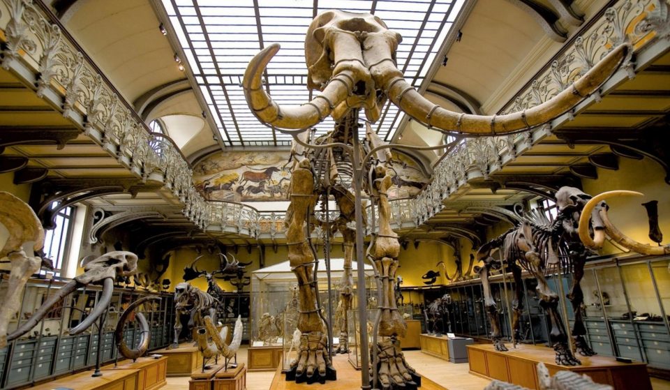 Le Musée d&rsquo;Histoire Naturelle de Paris demande votre aide pour restaurer le squelette d&rsquo;un mammouth !