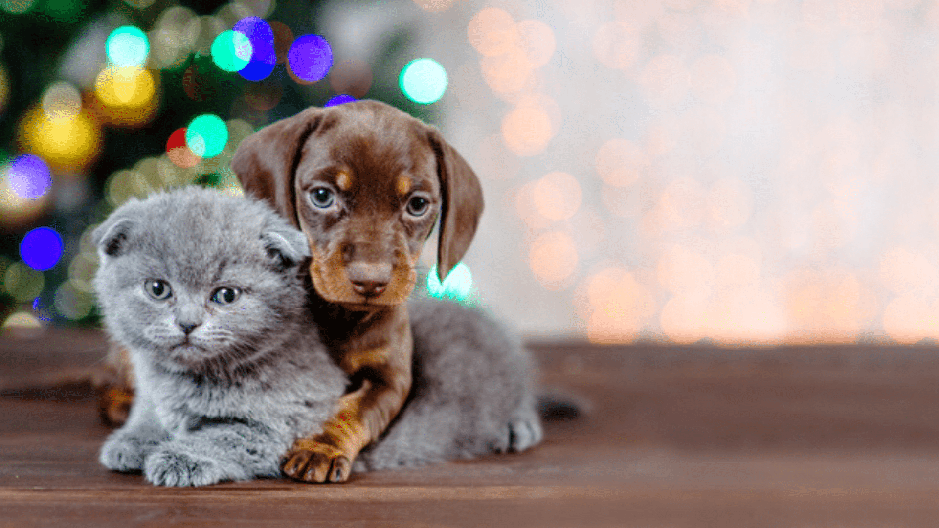 Abandon Des Animaux De Compagnie Un Certificat L adoption