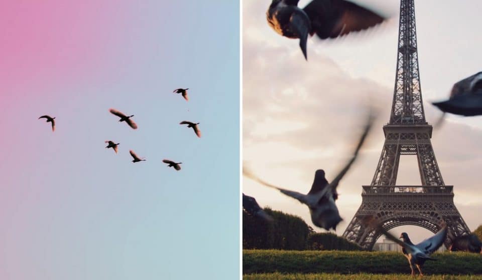 Nature : La population d&rsquo;oiseaux dans le Grand Paris en hausse !