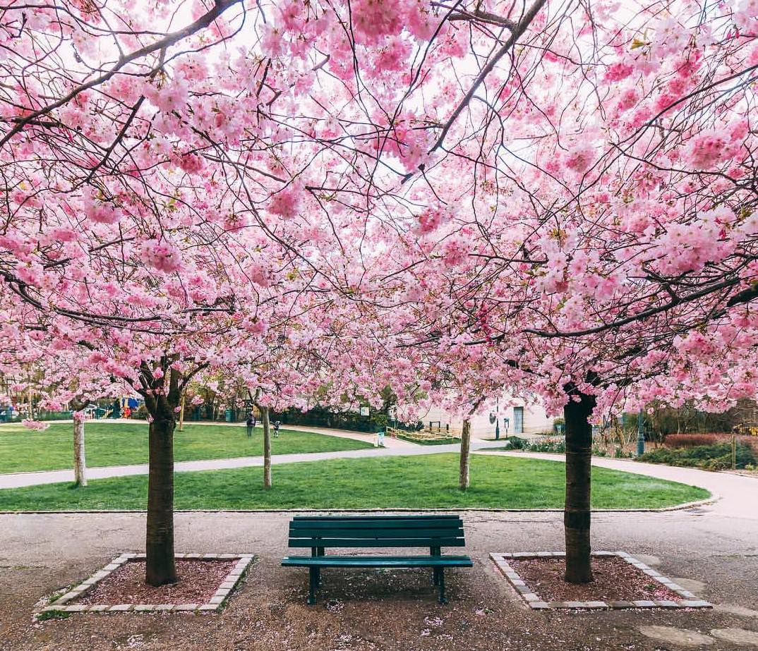 Printemps où admirer les plus beaux arbres en fleurs à Paris