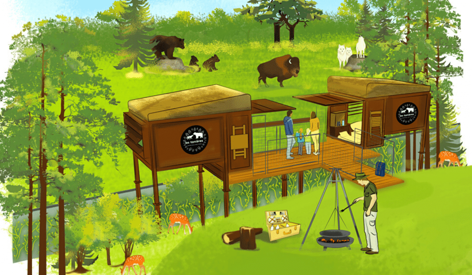 Insolite : Le ZooSafari de Thoiry crée « Les Tanières » pour une nuit immersive et sauvage !