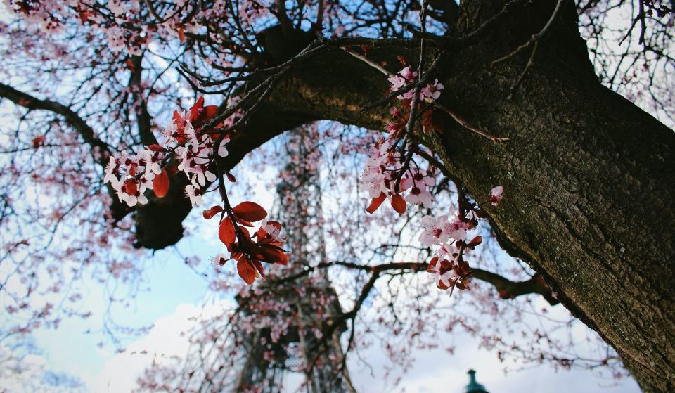 1er jour du printemps : les plus belles photos de Paris en fleurs !